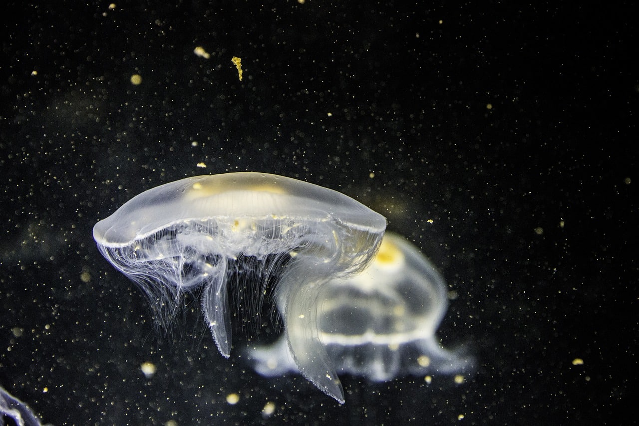 jellyfish 1838613 1280