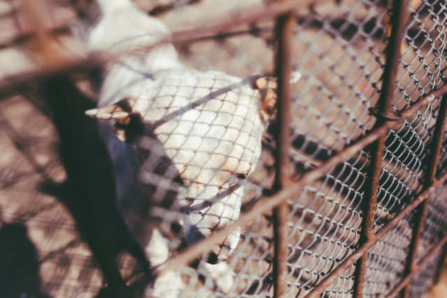 Dog in outdoor kennel