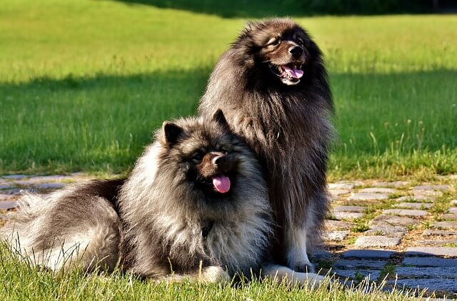 keeshond 2405877 640