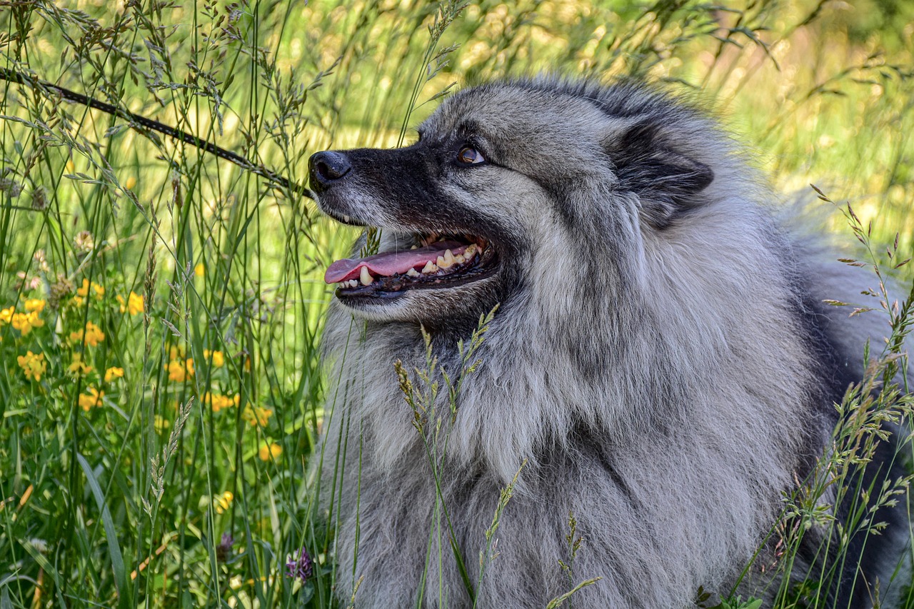 keeshond 6333595 1280 9