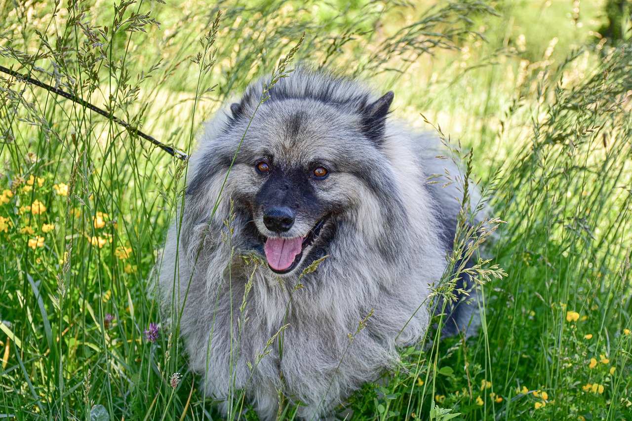 keeshond 6333597 1280 1