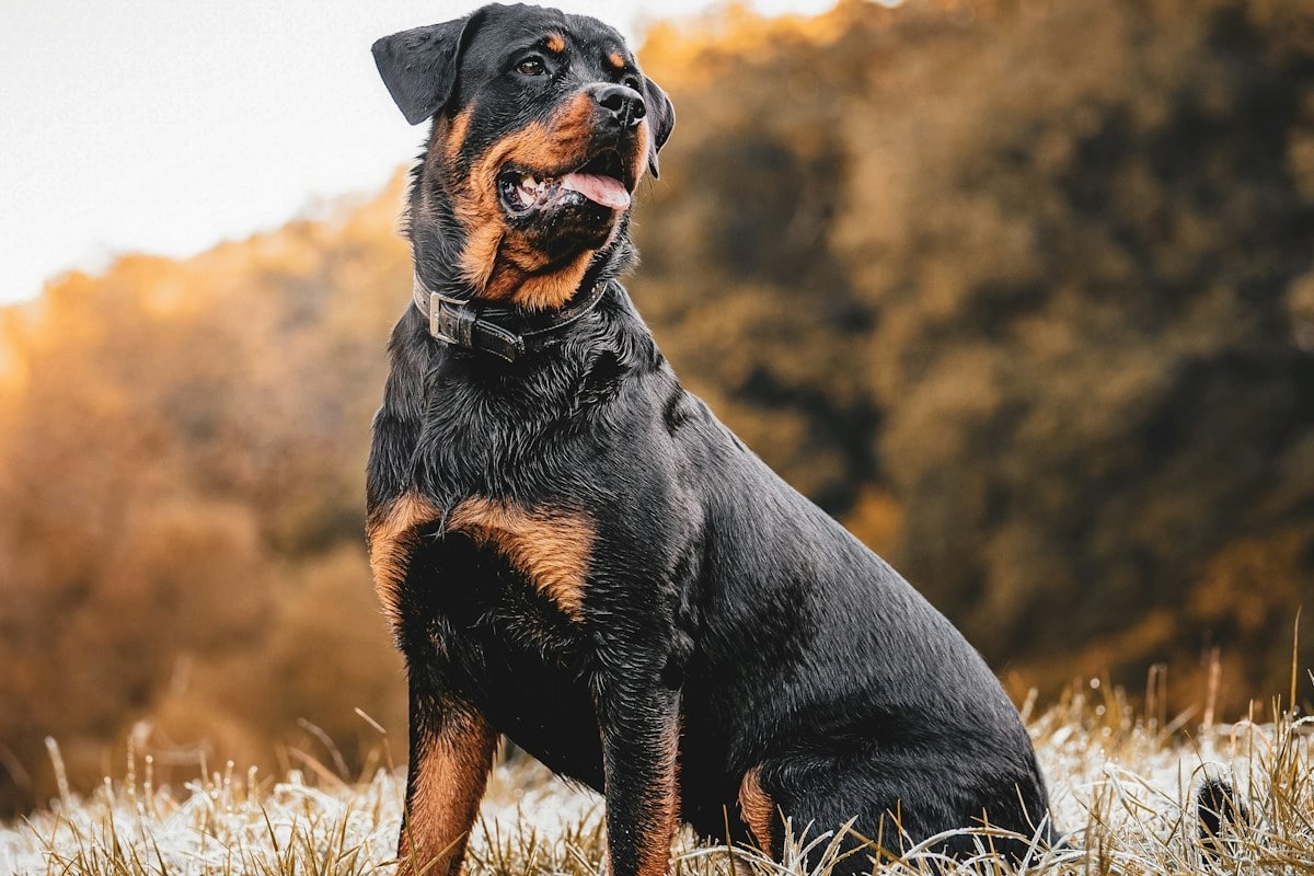 Rottweiler