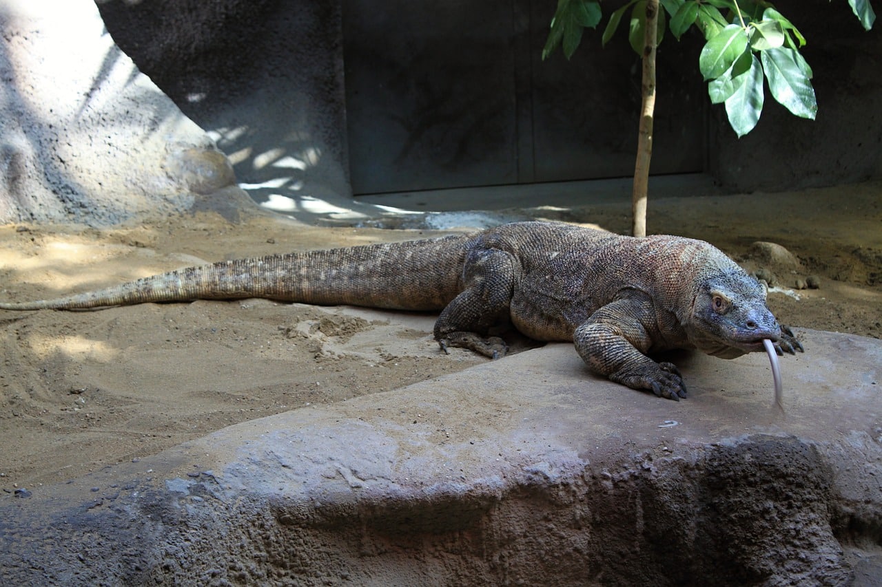 komodo dragon 237805 1280 1