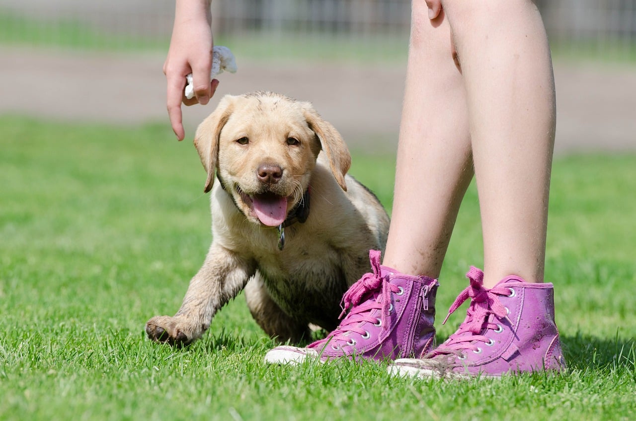 labrador puppy 672781 1280 1