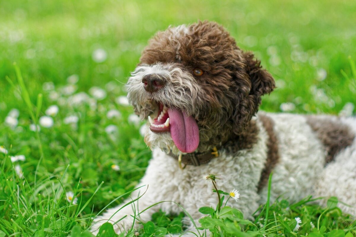 Lagotto Romagnolo