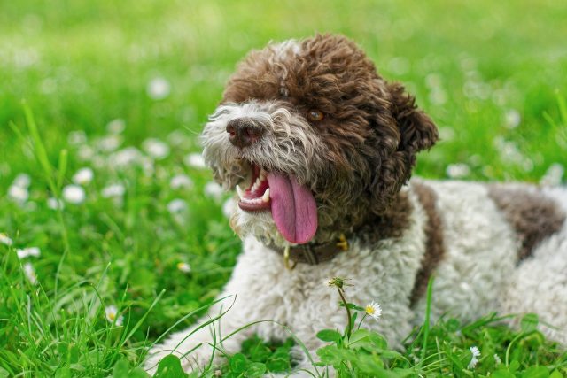 lagotto romagnolo 8680473 1280 e1717208378841