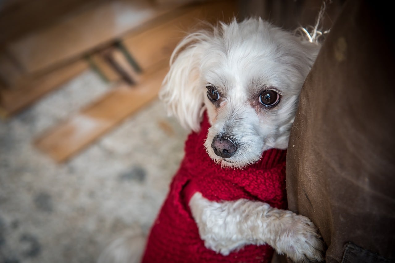 Maltese