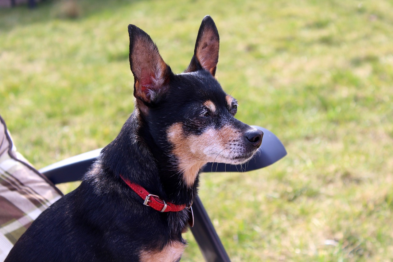 Miniature Pinscher