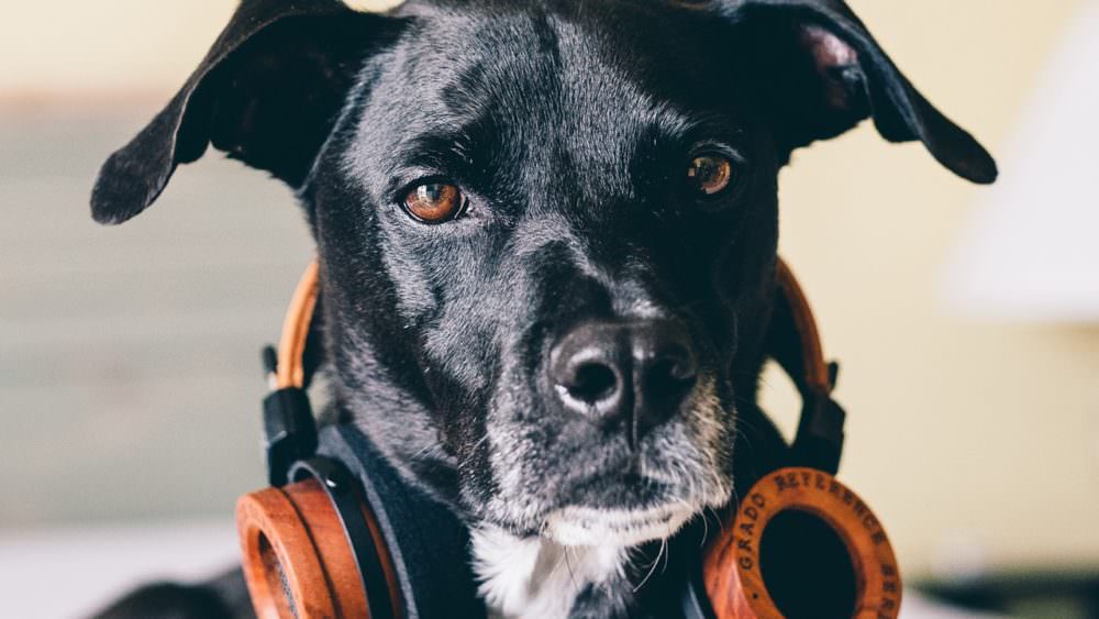 musicdog