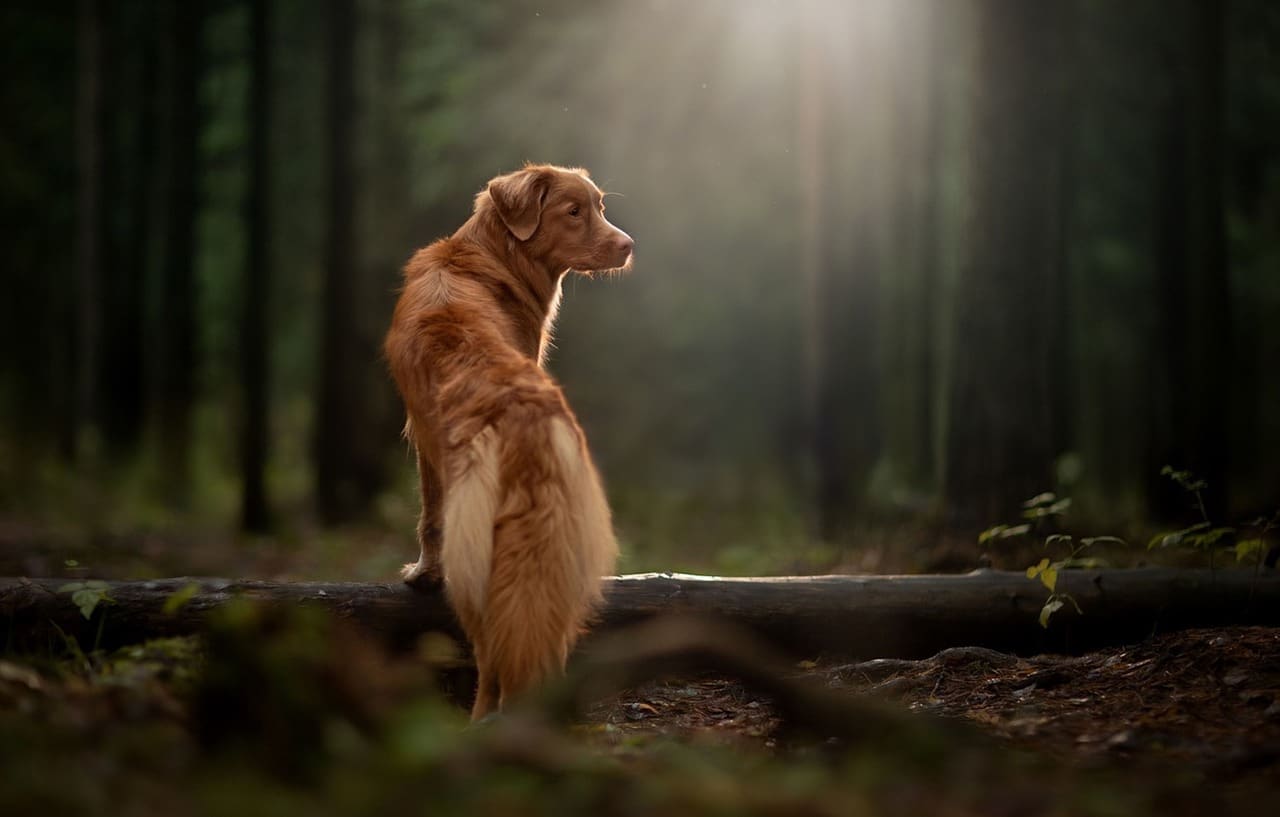 Nova Scotia Duck Tolling Retriever