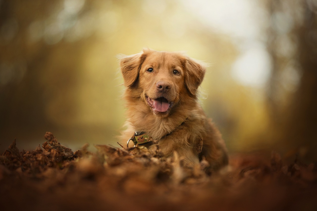 Nova Scotia Duck Tolling Retriever