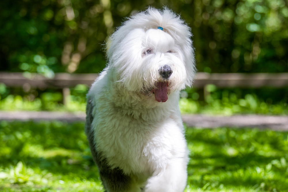 old english sheepdog