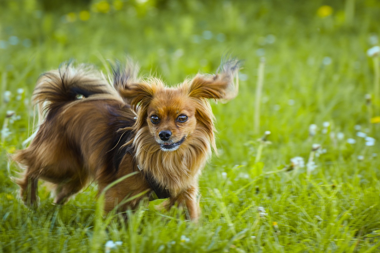 Papillon dog