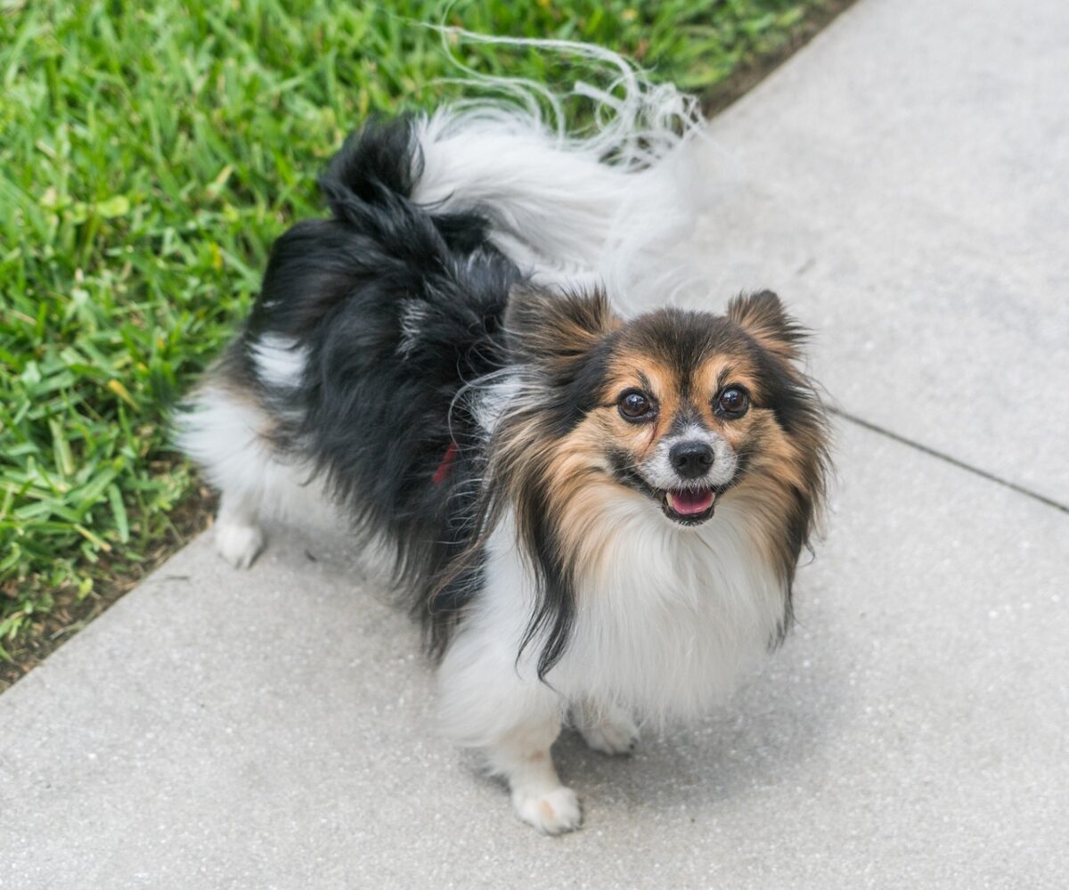 Papillon puppy best supplements