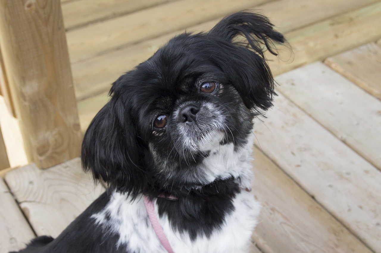 pekingese 363807 1280