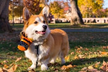 pembroke welsh corgi 6765002 1280 1 350x233 1