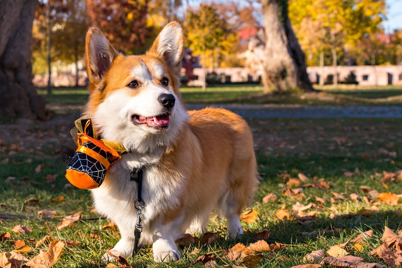 pembroke welsh corgi 6765002 1280 1