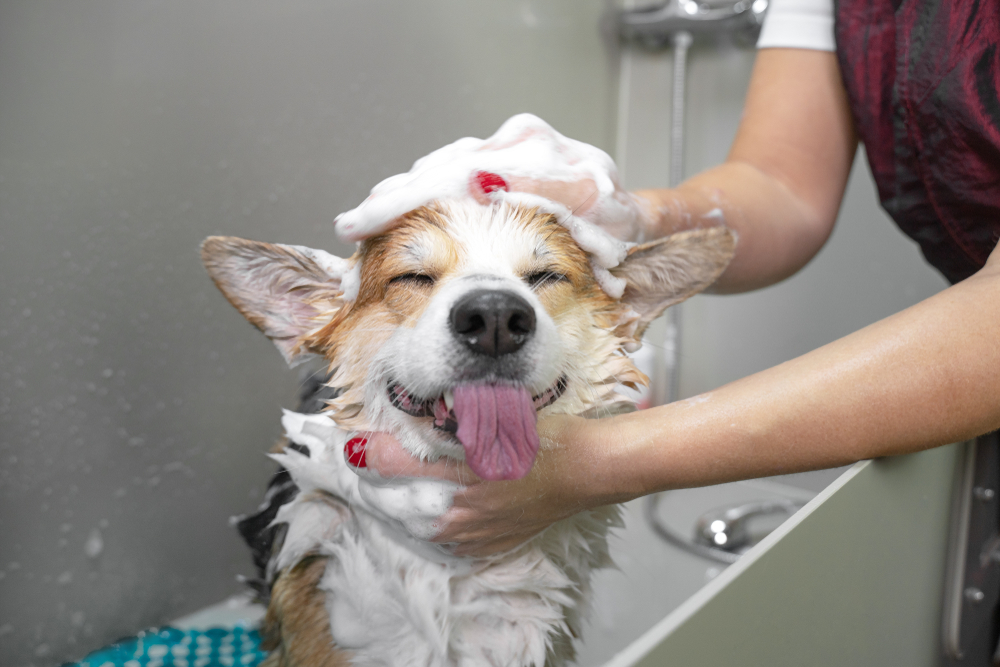 pembroke welsh corgi dog getting a bath