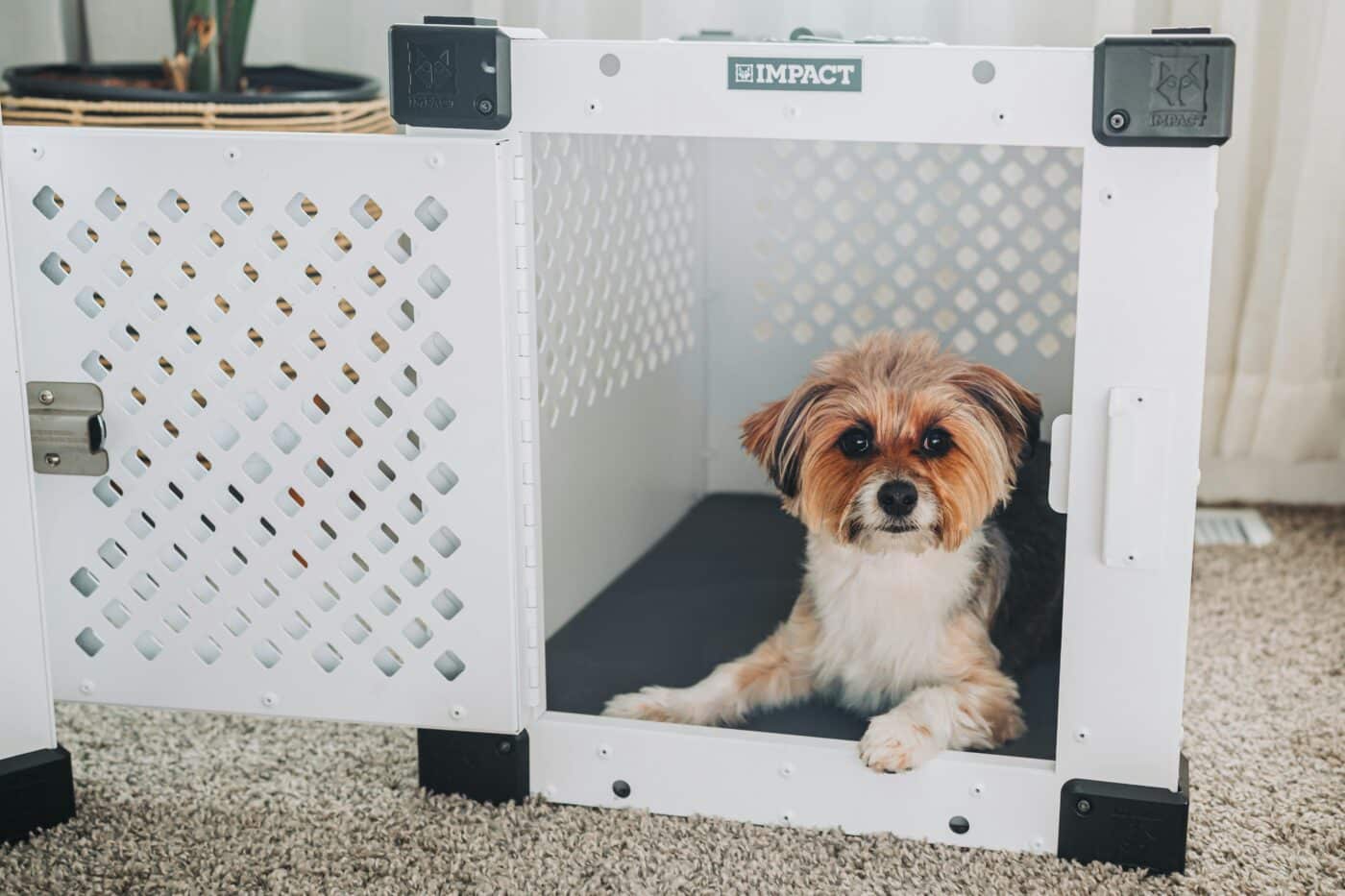 pexels impact dog crates 1789722873 28380673 1400x933 1