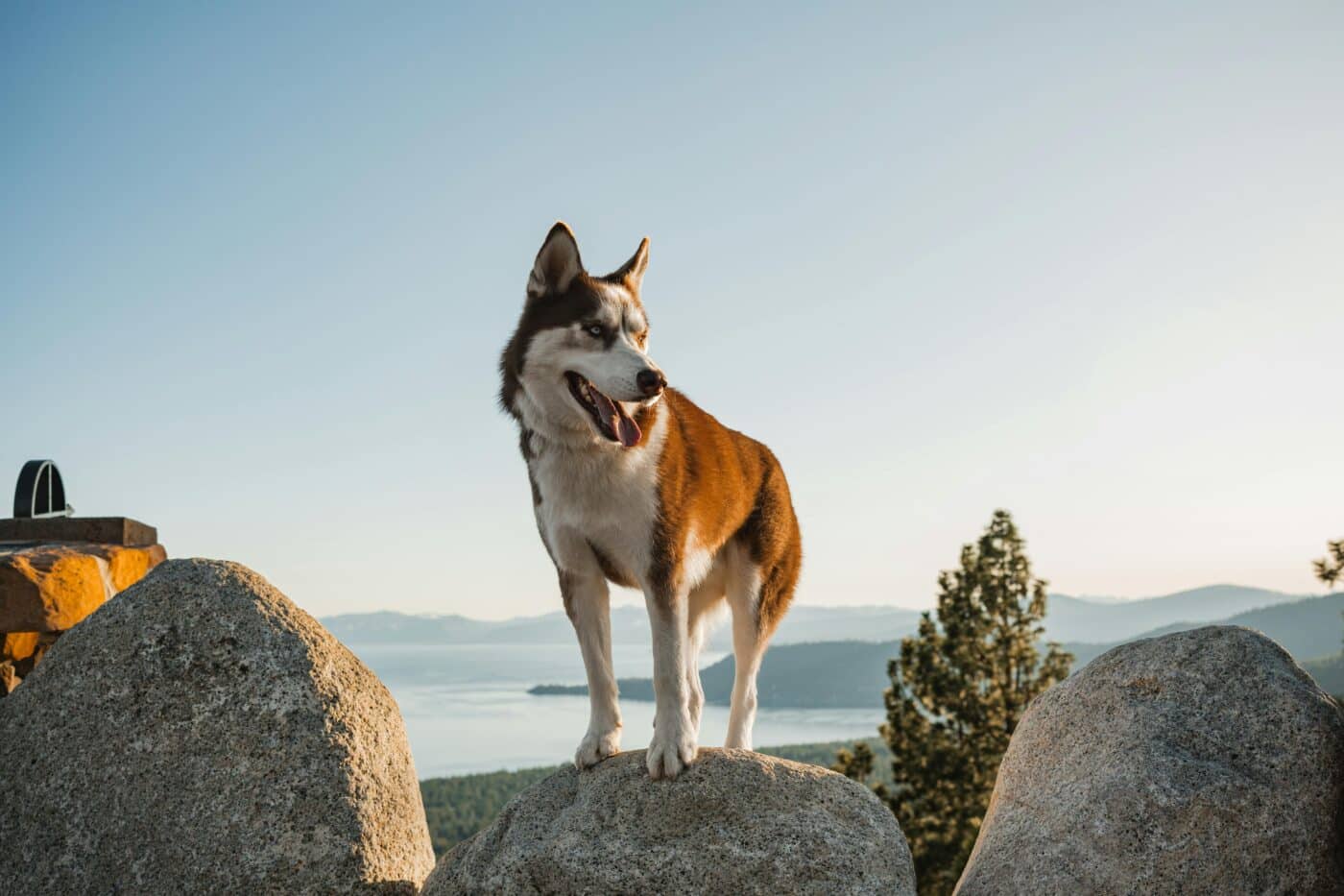 pexels impact dog crates 1789722873 28468176 1 1400x933 1