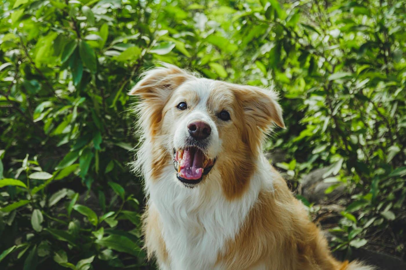 pexels impact dog crates 1789722873 29040377 1400x933 1