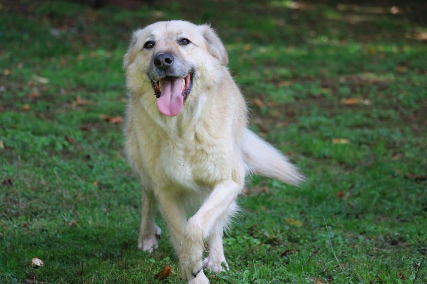 pexels la fattoria di tobia rifugio per animali 2115199 5942429 1400x933 1