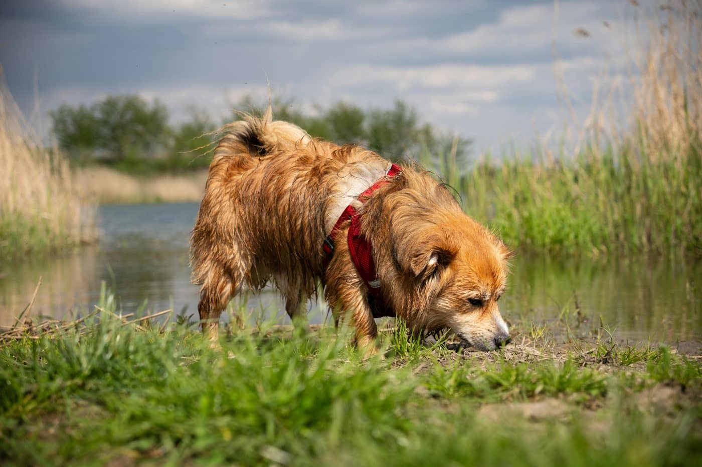 pexels michalrobak 22743626 1400x933 1