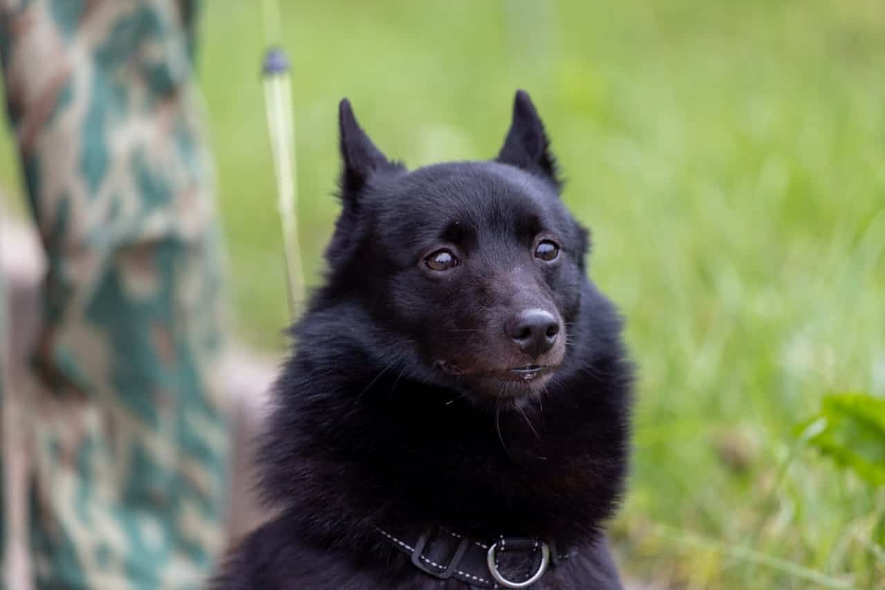 Schipperke