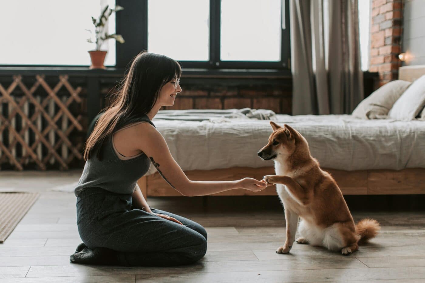 Akita dog with human