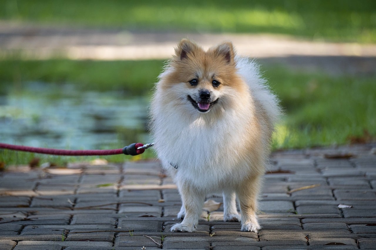 Pomeranian