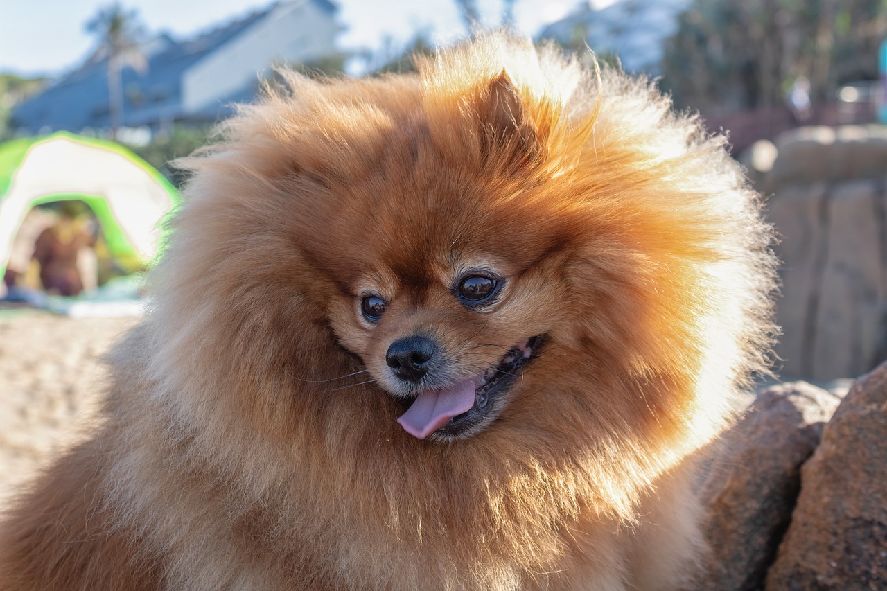 pomeranian g374229de6 1280