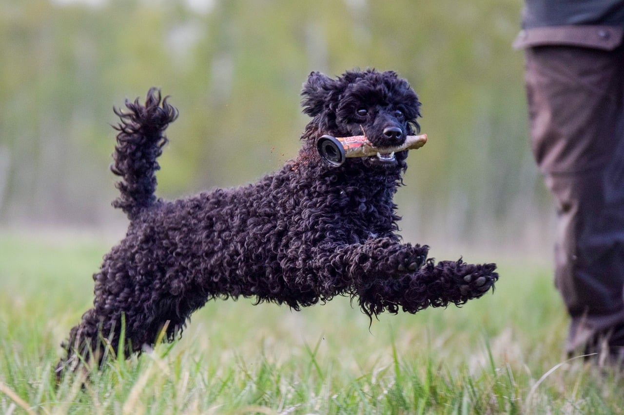 Poodle playing