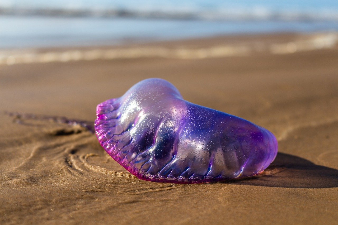 portuguese man o war 7576019 1280