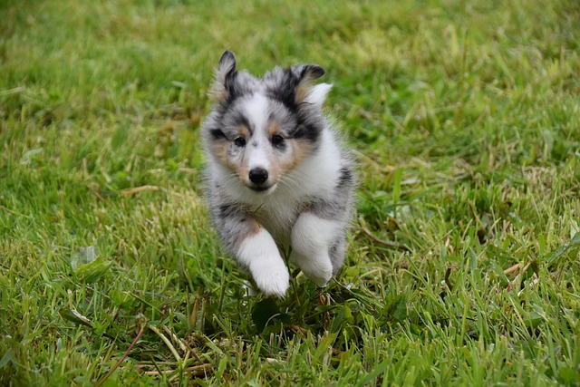 puppy shetland sheepdog 6471415 640