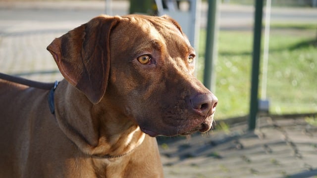 rhodesian ridgeback 1357615 640