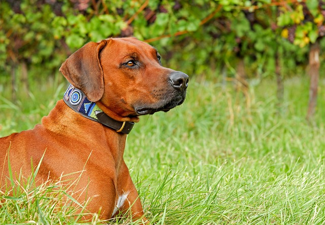 rhodesian ridgeback 2729375 640