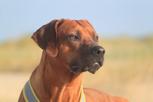 rhodesian ridgeback 3875877 640