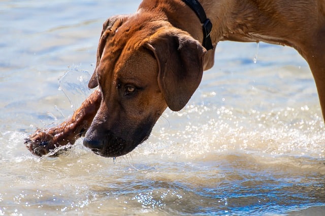 rhodesian ridgeback 4455669 640