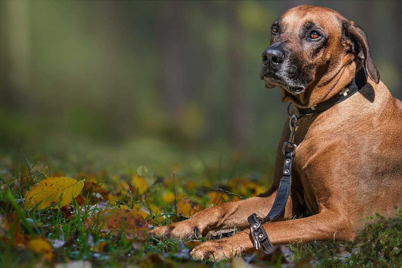 Rhodesian Ridgeback