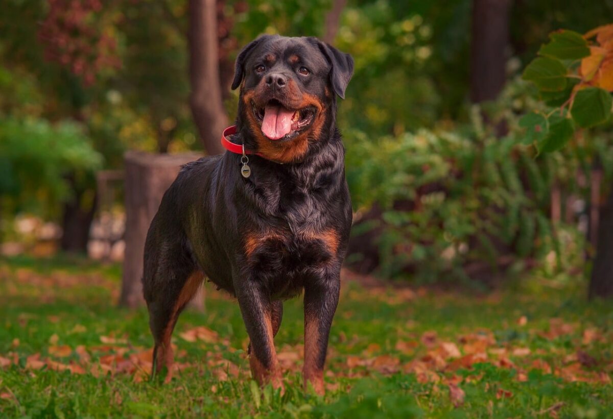 rottweiler 7502443 1280 1 e1724861509905