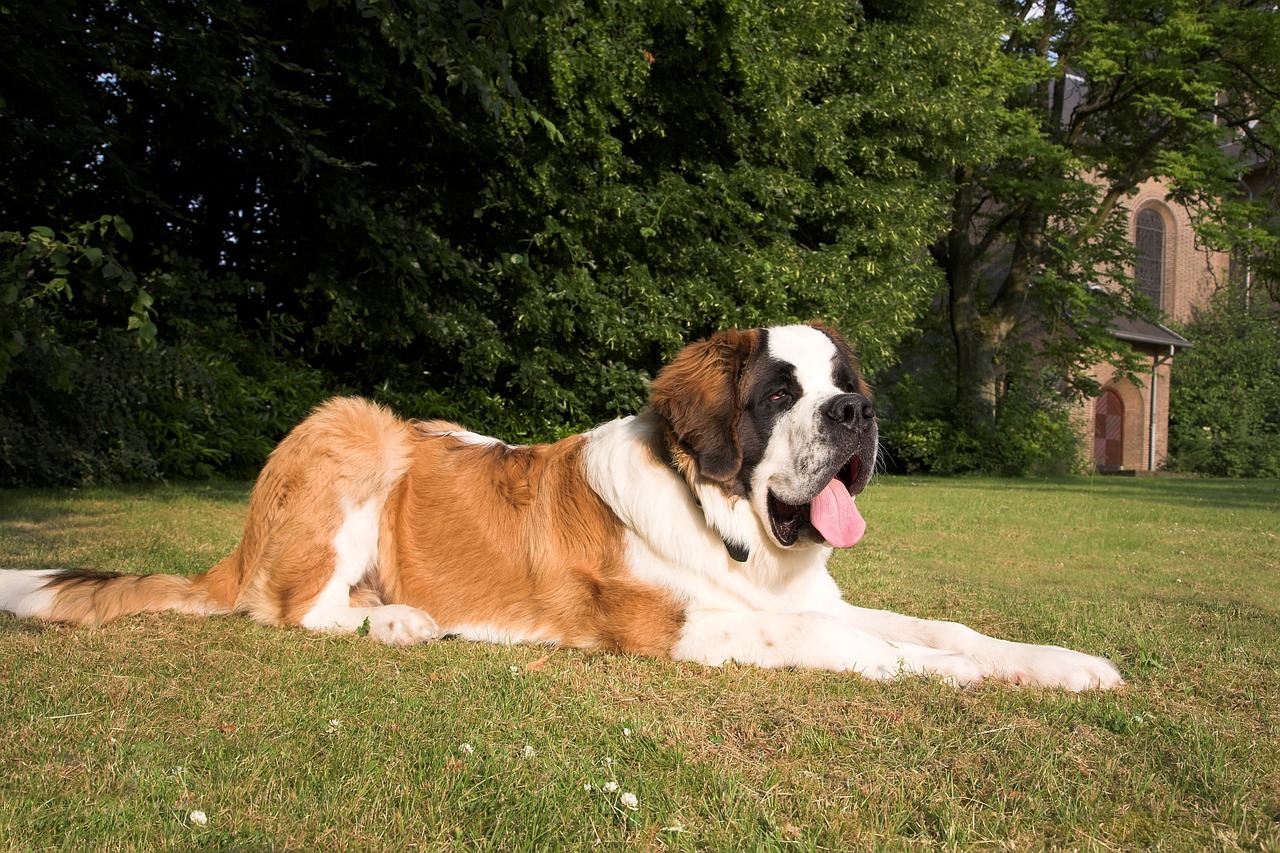 Saint Bernard