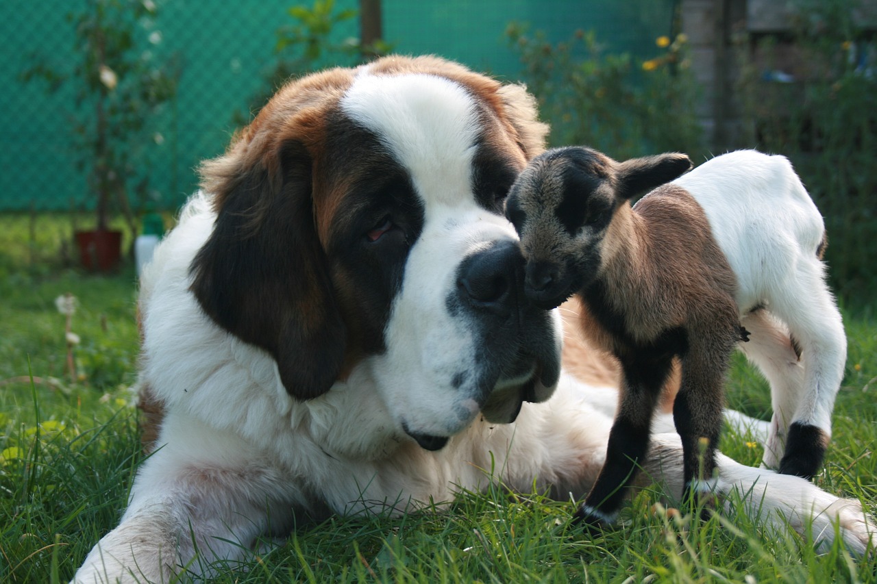 saint bernard 6773771 1280