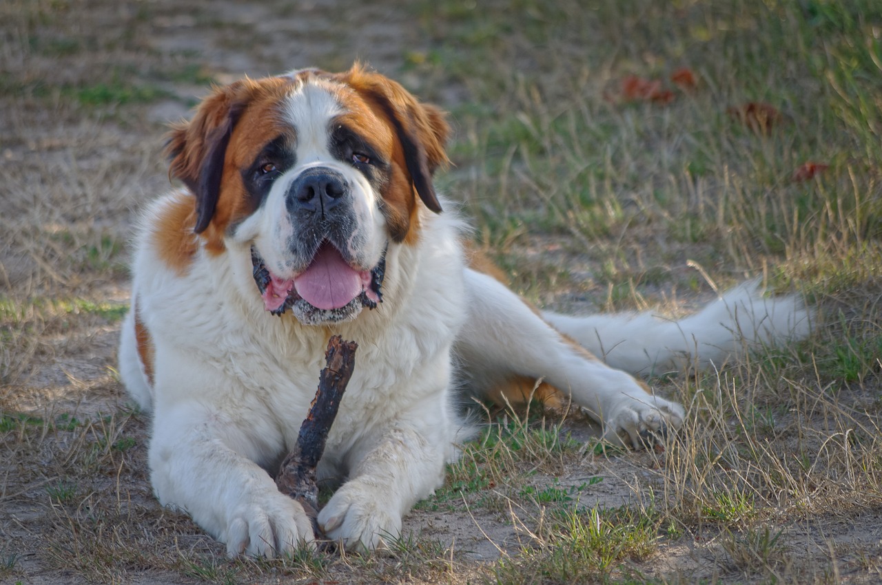 saint bernard 7387479 1280 3