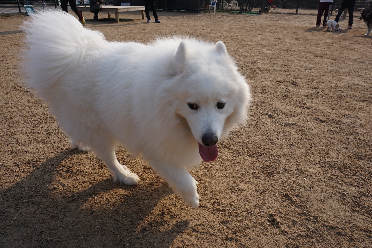 samoyed 2244850 1280