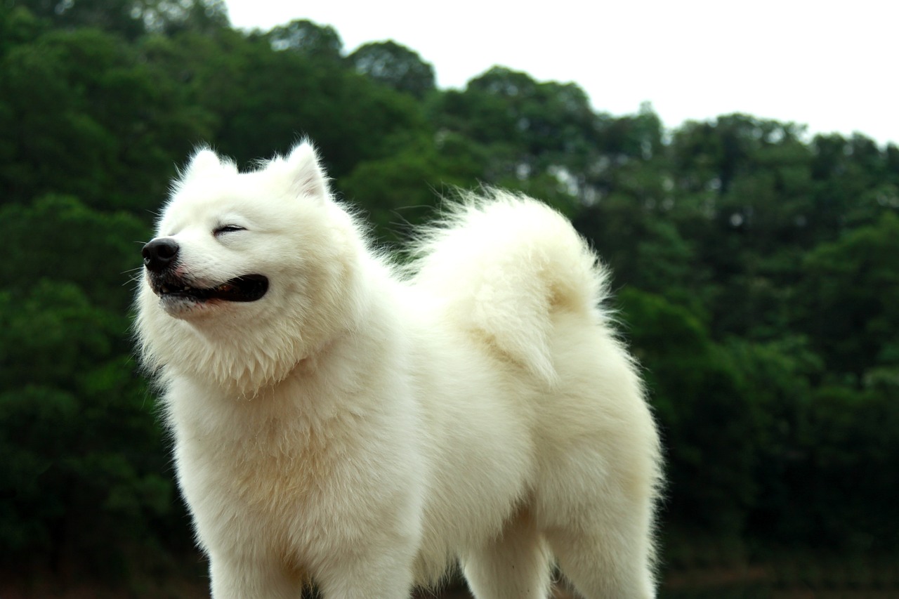 samoyed 2765495 1280 3