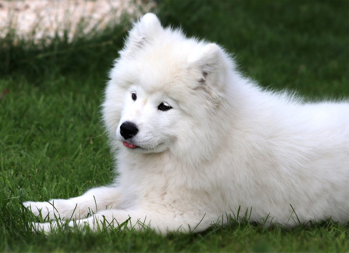 Samoyed