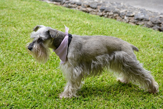 schnauzer 1150228 640