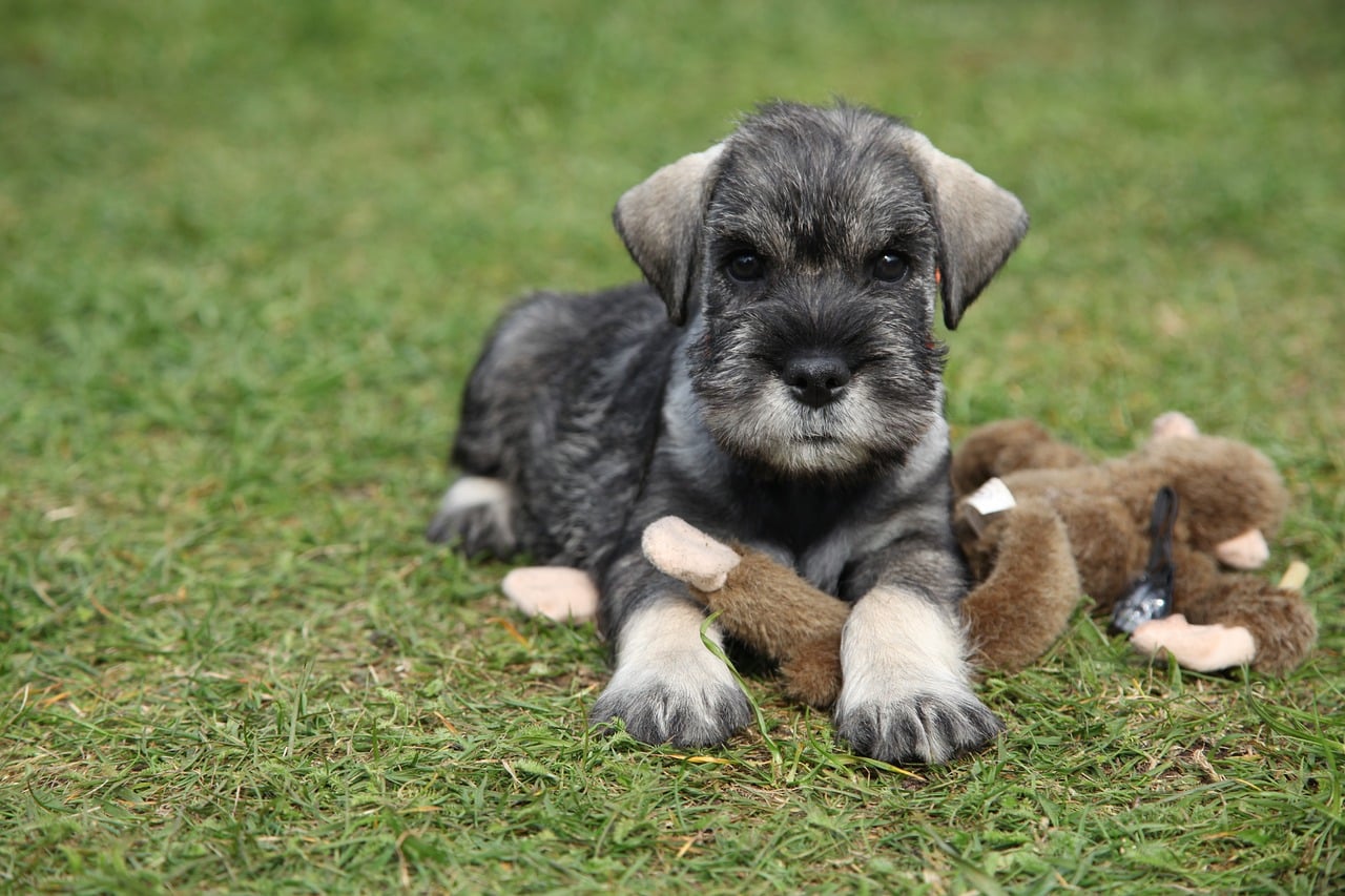 schnauzer 4154148 1280 1