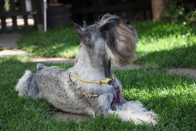 schnauzer 4154203 640