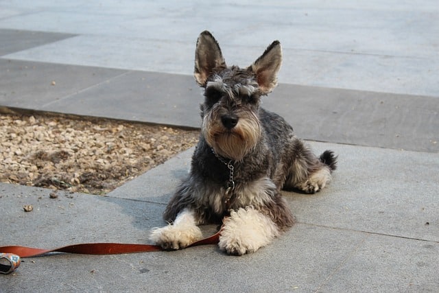 schnauzer 5232202 640